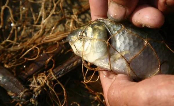 畸形魚真的是被電傷的？當知道真相後，你再也不會去吃它