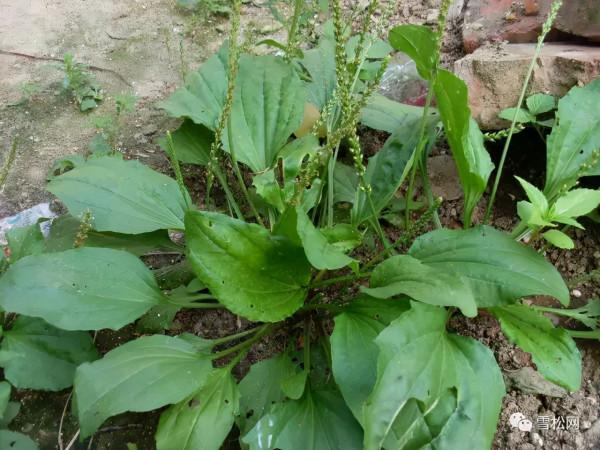 農村隨處可見的車前草,常常被忽略,其實它的用途也很廣泛 農村隨處可見的車前草,常常被忽略,其實它的用途也很廣泛