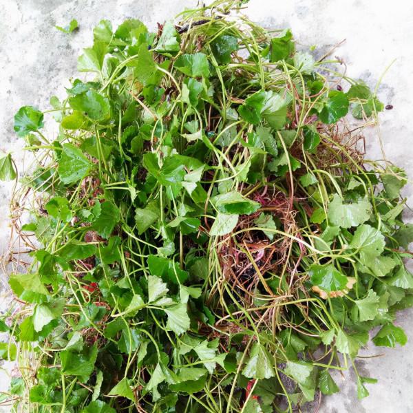 農村這種看似是野菜的馬蹄草，不僅是一味中草藥，也能煮湯喝