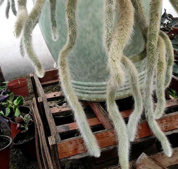 有趣的綠植，像是長了滿盆小動物，超可愛