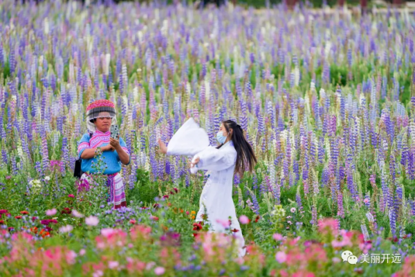 遇見開遠丨“醉”美魯冰花