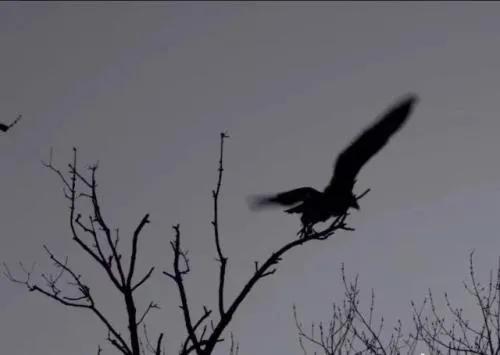 聊齋故事:神 偷 聊齋故事:神 偷