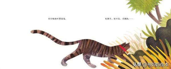 貓咪主題繪本推薦｜和孩子一同開啟喵星人的世界