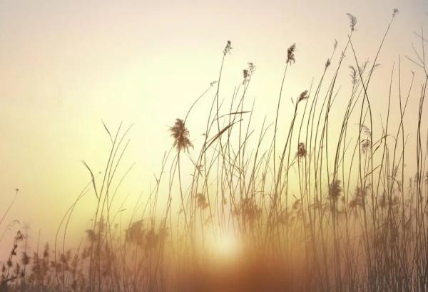子夜薦讀 | 李清照筆下的秋天，美到極致！