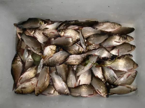 冬釣用蟲餌效果不佳，不妨試試這種釣法，不用打窩就能誘魚進釣點