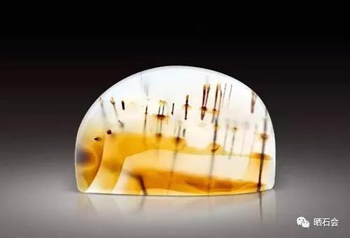 海洋精靈（下）