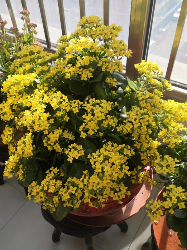 我養過的暴盆品種