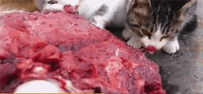 給大家看一下戰鬥民族是怎樣吸貓的？彪悍的貓咪能拉雪橇敢揍熊