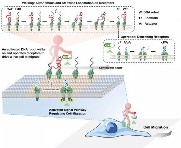 湖南大學團隊設計「自主漫步」DNA機器人，可精準調控細胞行為