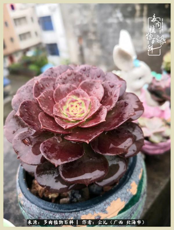 養花種多肉到底有什麼用？答案在這裡