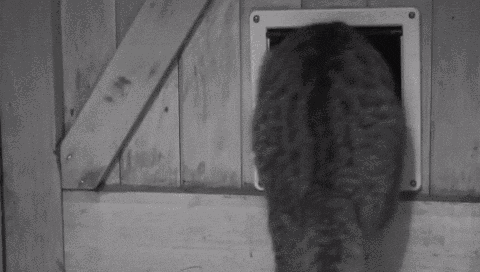 惹惱牧民的大鸚鵡：啄羊鸚鵡是如何從高山精靈，淪為啄羊惡棍的？