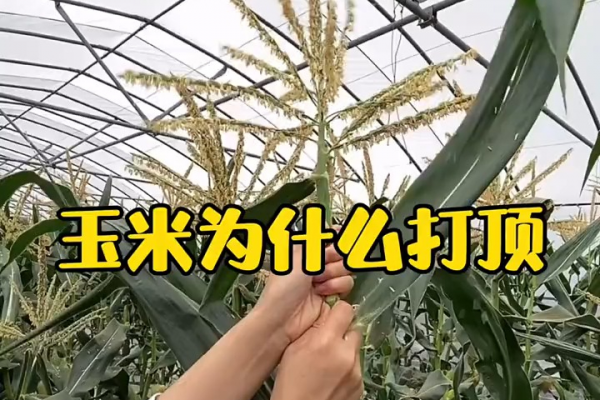 “玉米割掉兩次頭,產量再低也不愁”,玉米割頭增產?有什麼道理 “玉米割掉兩次頭,產量再低也不愁”,玉米割頭增產?有什麼道理