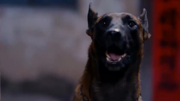 軍犬落難,老頭救它回家後,竟多次幫家人逃過劫難,戳心感人電影 軍犬落難,老頭救它回家後,竟多次幫家人逃過劫難,戳心感人電影