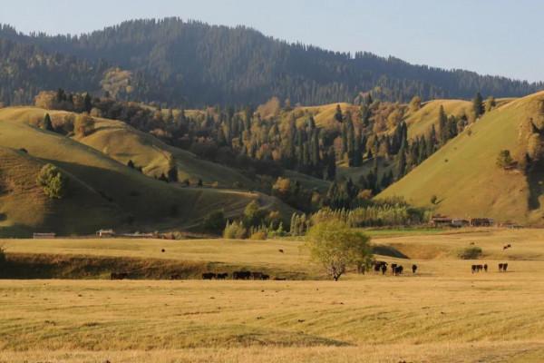 跟著秋天，去新疆
