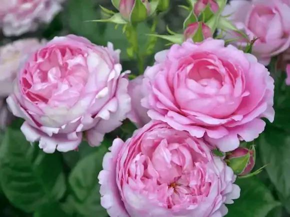 月季品種裡，據有牡丹月季之稱的6個品種，爭奇鬥豔，美不勝收