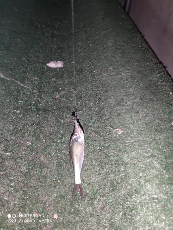 陰雨天氣果然魚口好