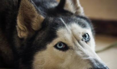 這6種狗狗，身體味道不大，適合家裡養