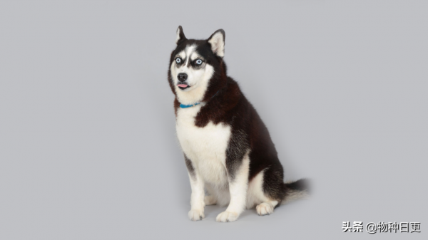 養狼當犬看家難 養狼當犬看家難