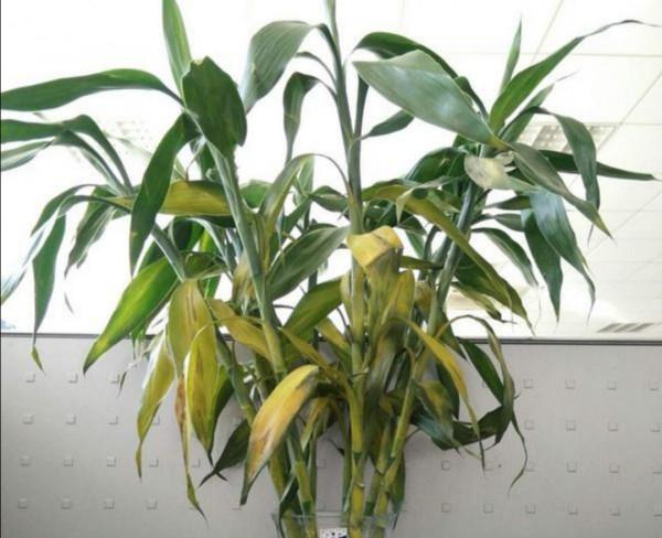 9種“大葉花”，耐陰又好看，不能曬太陽，一曬就“完蛋”