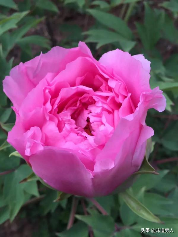 儒家的&OpenCurlyDoubleQuote;主一&rdquo;，不是專注於當下的具體事物上，而是事物的天理