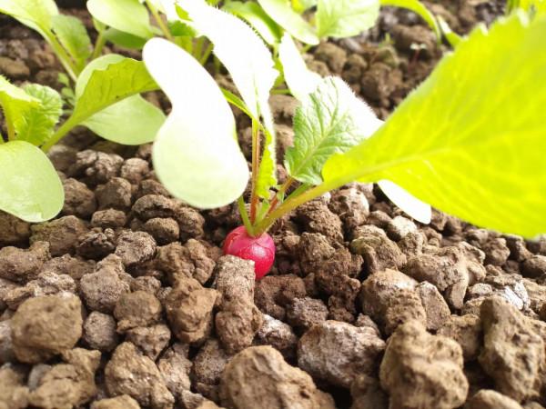 蔬菜生長的慢，上市晚？做好4點，長勢更快效益高