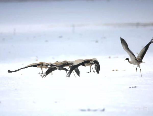 飛越萬水千山 四川多地再次迎來“候鳥旅行團”