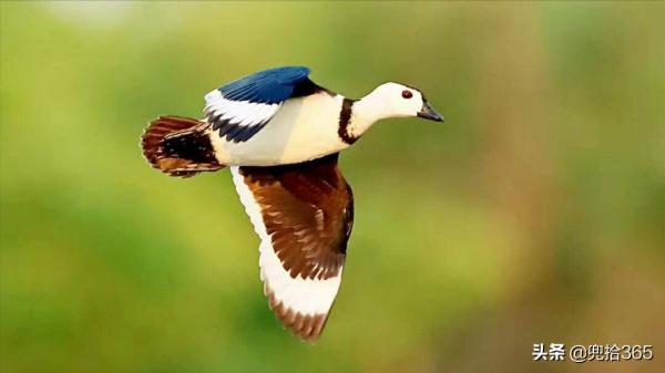 時隔117年，神秘鳥類再次現身海南島，專家：遇到了請勿打擾