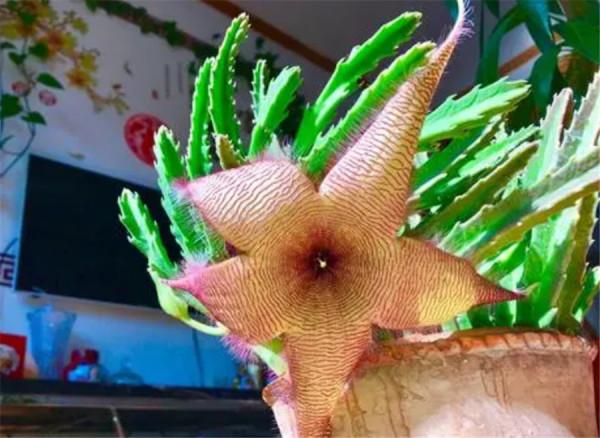 哪些花最好別在家裡養?聽我一句勸:這5種家養實在不太妥當 哪些花最好別在家裡養?聽我一句勸:這5種家養實在不太妥當