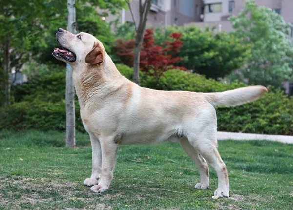 嗨你好,我是拉布拉多 嗨你好,我是拉布拉多