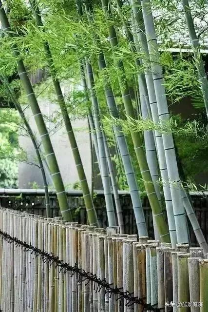 家有竹園，這才是極具風雅之事