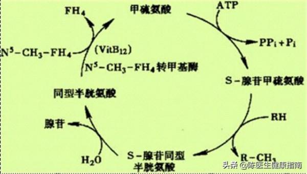 高血壓補葉酸,吃多長時間合適?同型半胱氨酸高,多長時間複查? 高血壓補葉酸,吃多長時間合適?同型半胱氨酸高,多長時間複查?