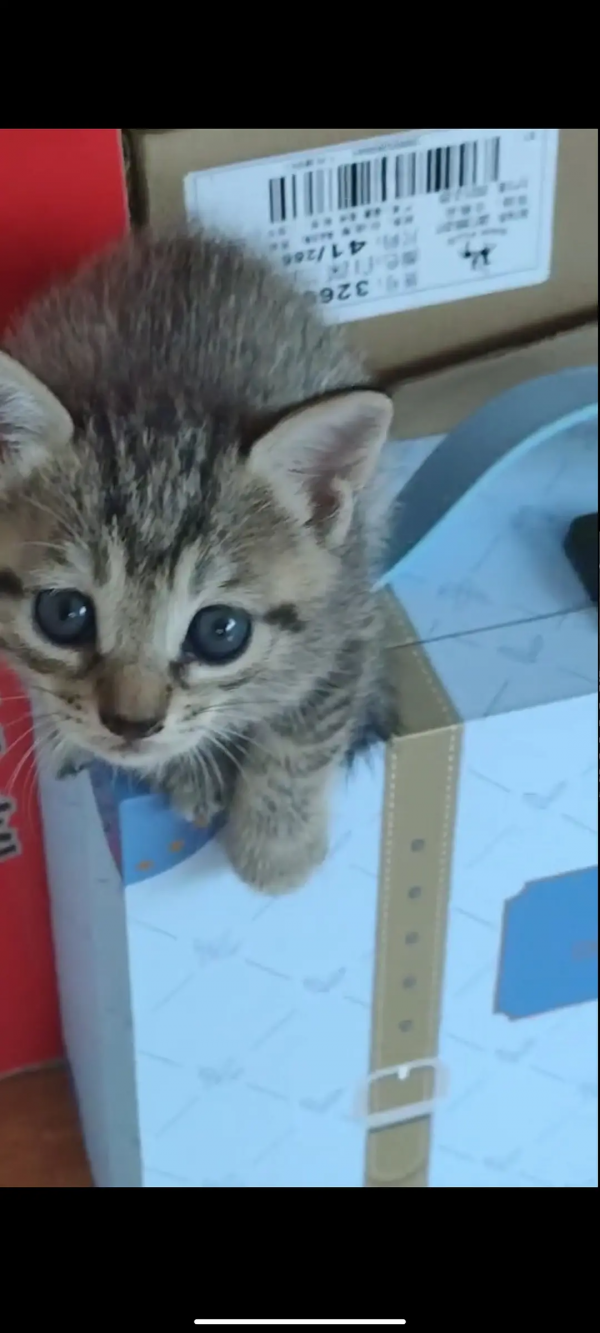 終於有貓了我太開心了啊啊啊啊