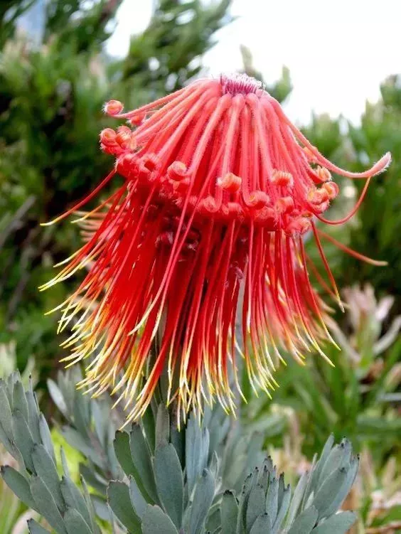 驚人相似的照片，大自然太不可思議了