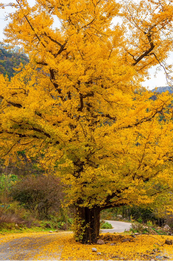 河南全省433家A級景區，免門票！中原大地的壯觀美景，絕了