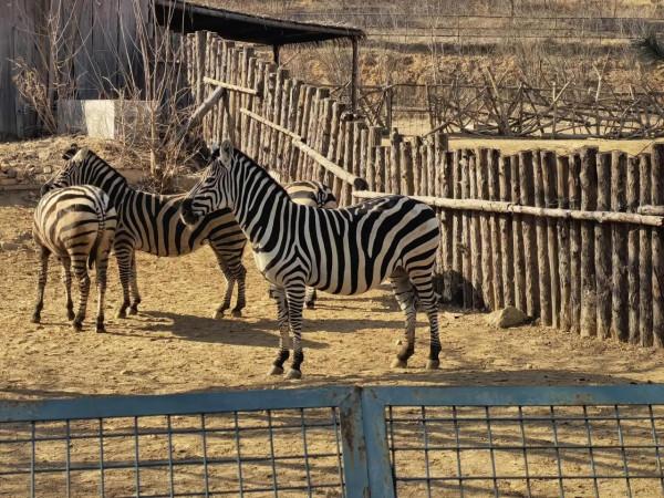 野生森林動物世界