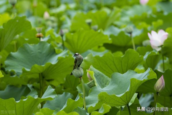 荷花與鳥兒的美麗邂逅