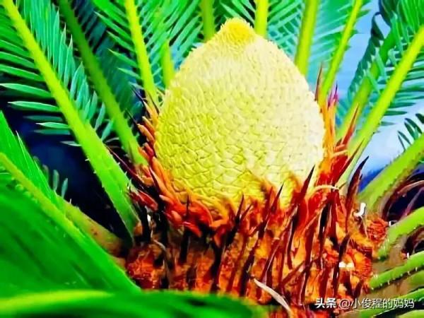 分享——鐵樹開花