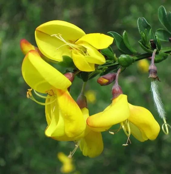 金雀花一一你吃過嗎？