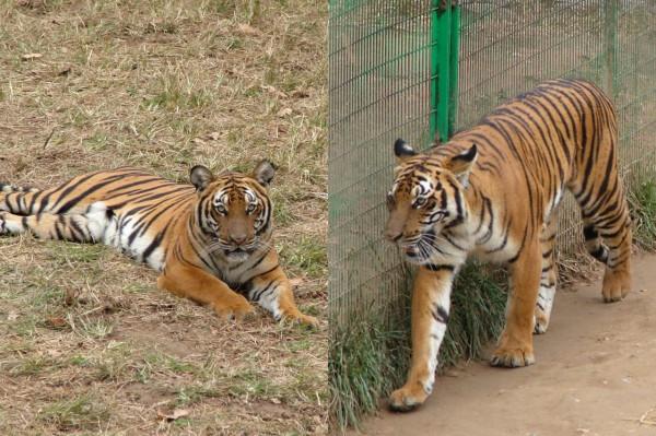 虎年看萌虎，哪對CP你最愛？