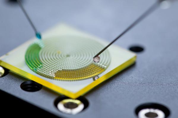 中國科學家從樹葉中找到解決手機過熱和檢測假貨的辦法