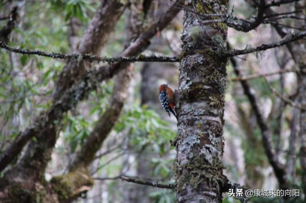 這條徒步線路太美了，這線路適合想去而沒有去過高原的人