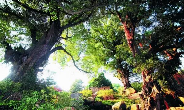 中國古今十之最,長見識了! 中國古今十之最,長見識了!