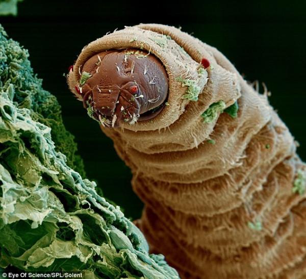 高倍顯微鏡下的微生物：水熊蟲真空環境可活10天