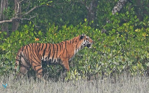 印度的桑達班斯:人們與野生老虎面對面生活的地方 印度的桑達班斯:人們與野生老虎面對面生活的地方
