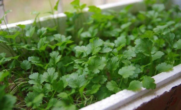 4種“大葉菜”,下雪天也凍不死,寒冬臘月照樣有菜吃 4種“大葉菜”,下雪天也凍不死,寒冬臘月照樣有菜吃