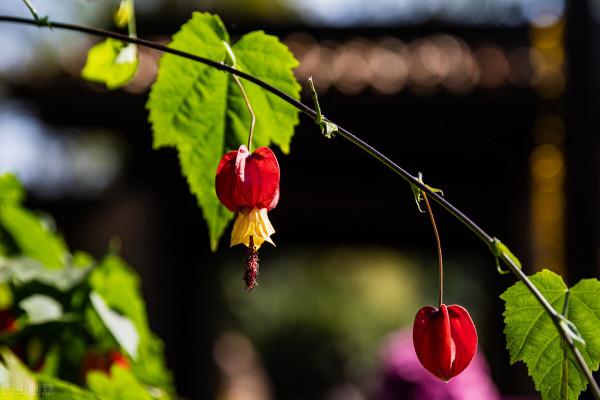 哪些草花特別耐開?這10種的確值得擁有,開300天問題不大 哪些草花特別耐開?這10種的確值得擁有,開300天問題不大