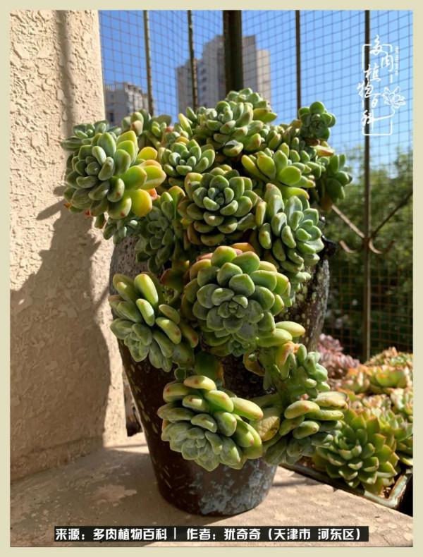 養多肉,累並快樂著!美好的事物,需要與大家分享 養多肉,累並快樂著!美好的事物,需要與大家分享