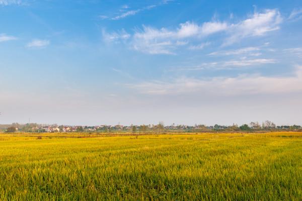 深秋,鄉村晨霧 深秋,鄉村晨霧