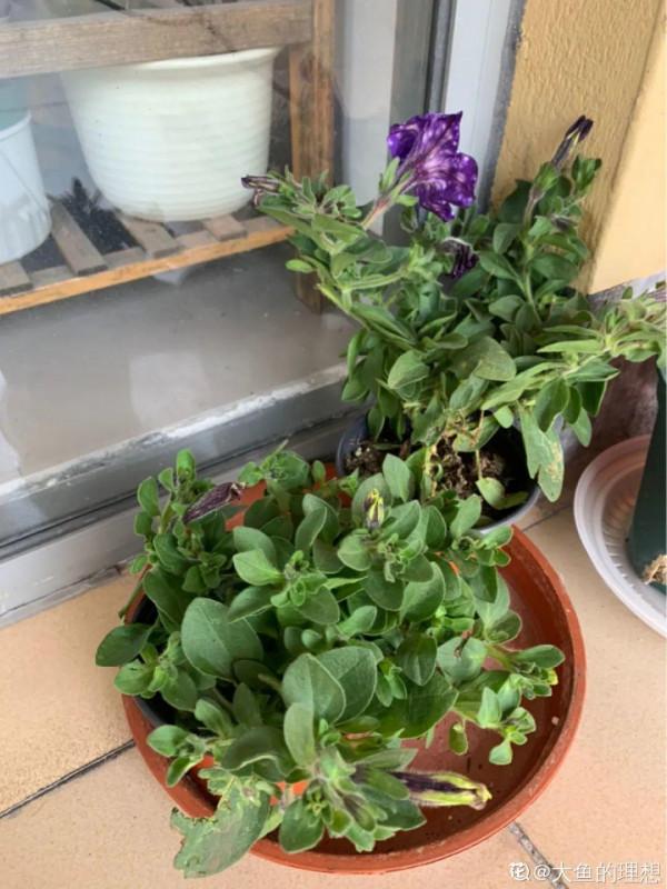 百合開花後，養分消耗太大，補充肥料是關鍵