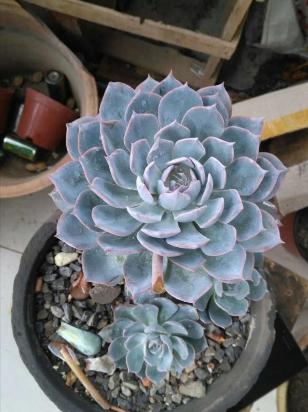 上色特快的6種多肉，秋天適當曬曬，就能“鶴立雞群”